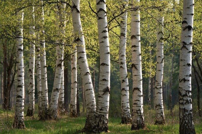 White Woods
