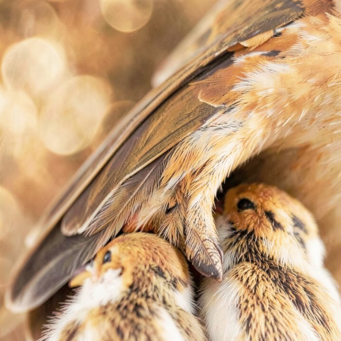 Wing Song