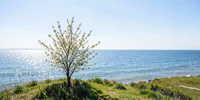 Hawthorn Tide