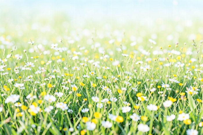 Summer Whisper