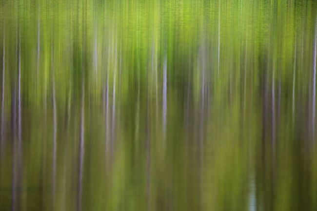 Reflections Of Nature