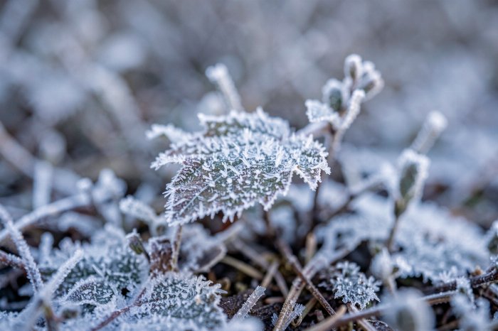 Frosted Leaf