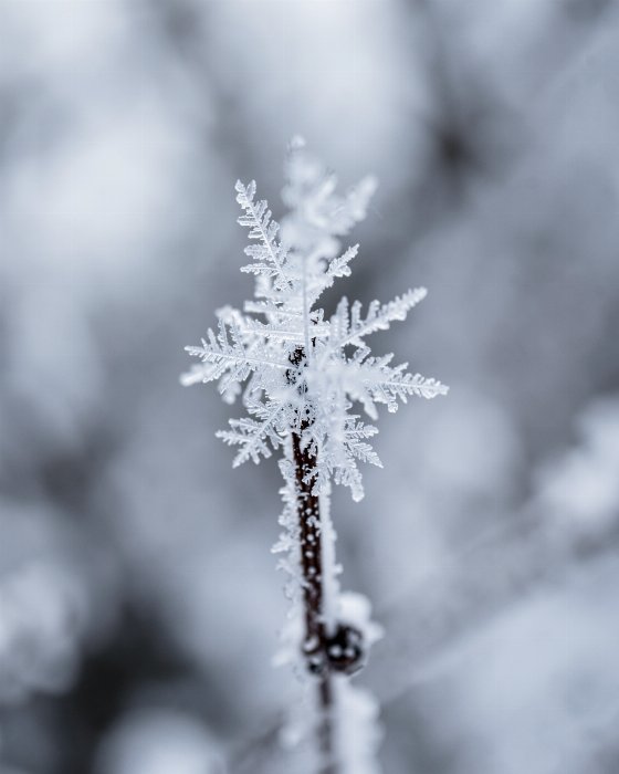 Ice Filigree