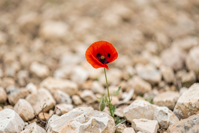 Stone Bloom
