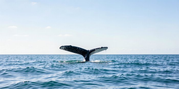 Fluke Rising