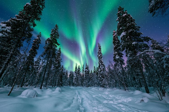 Aurora Pines