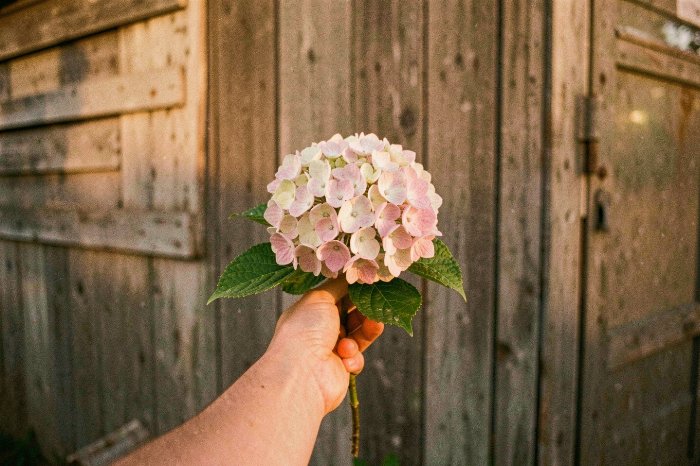 Evening Bloom