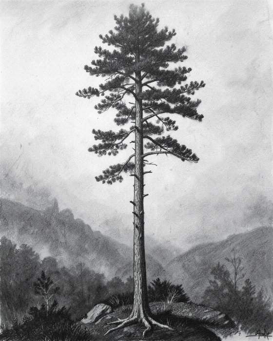 Fog Boughs