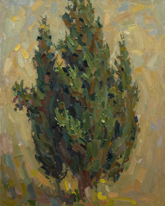 Umber Cypress