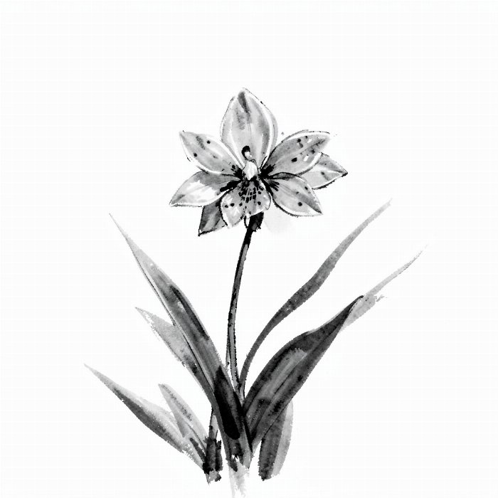 Orchid Ink II