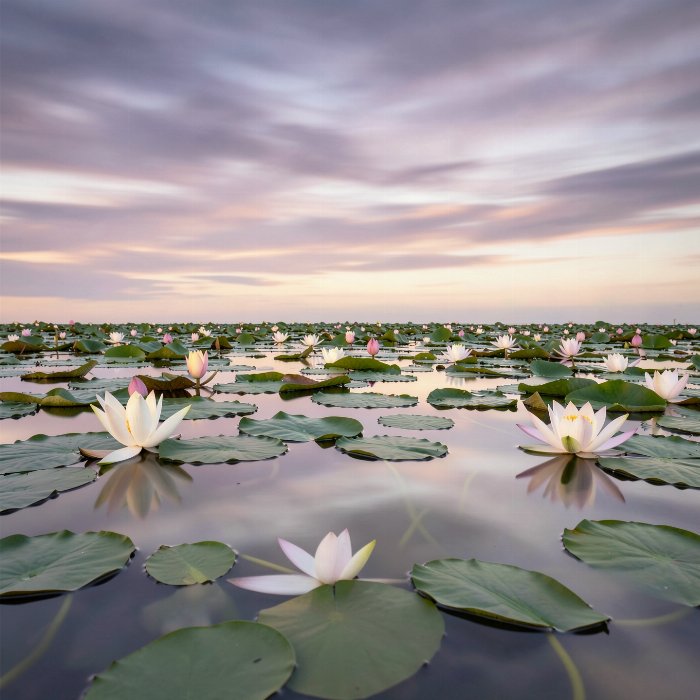 Still Lilies