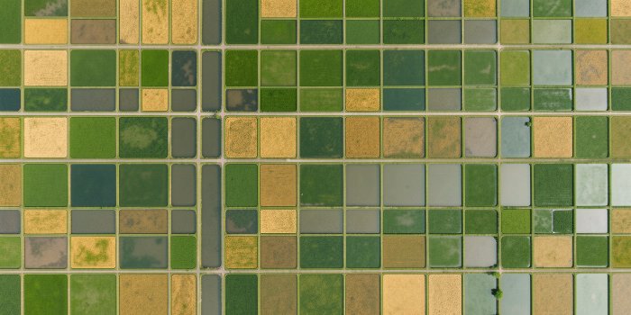 Paddy Grid