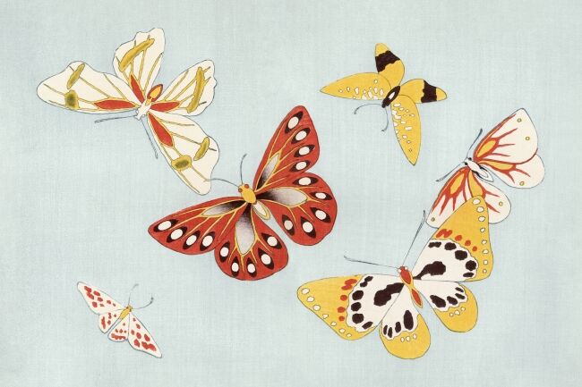 Japanese butterfly