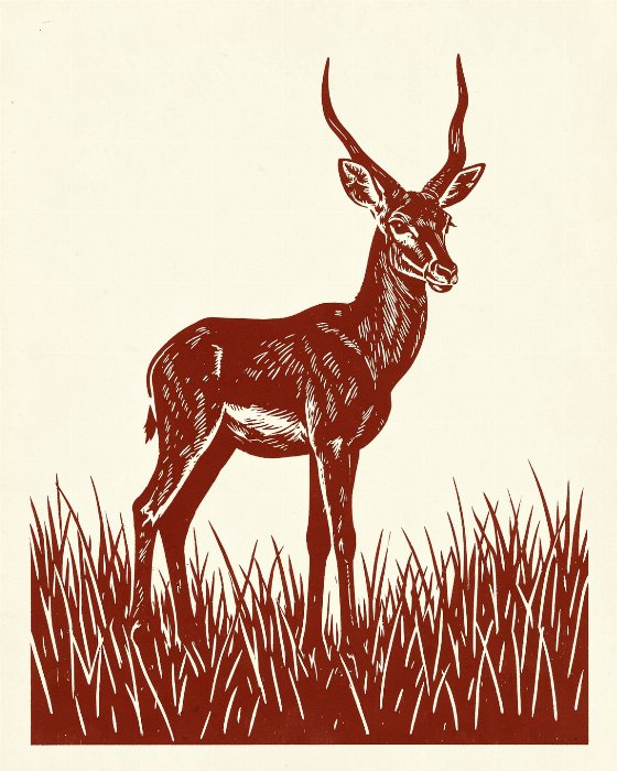 Rust Antelope
