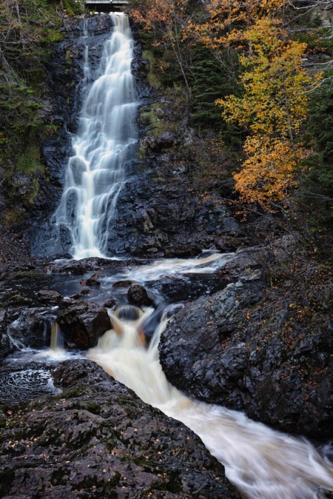 Forest Serenity