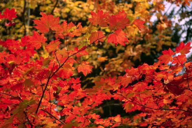 Fall Orange Red