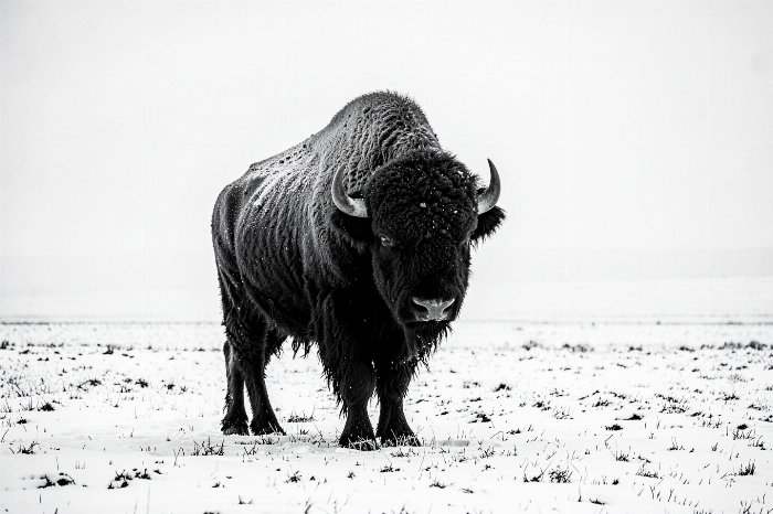 Winter Monarch III