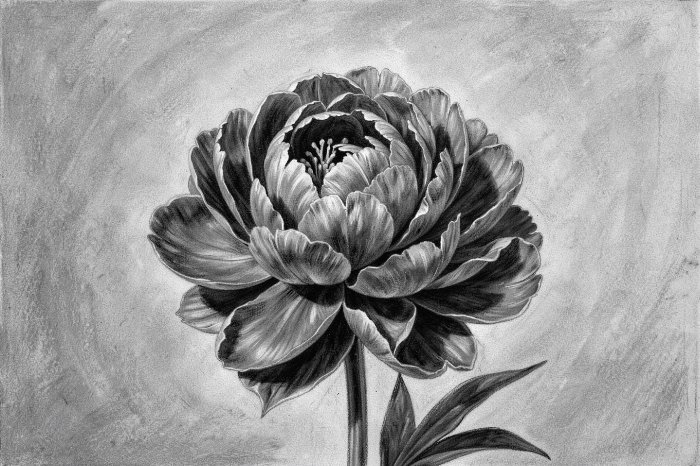 Velvet Bloom