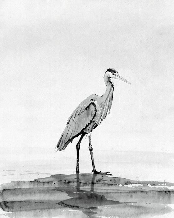 Grey Egrets