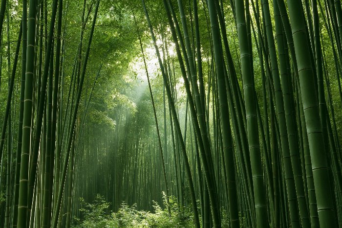 Bamboo Light