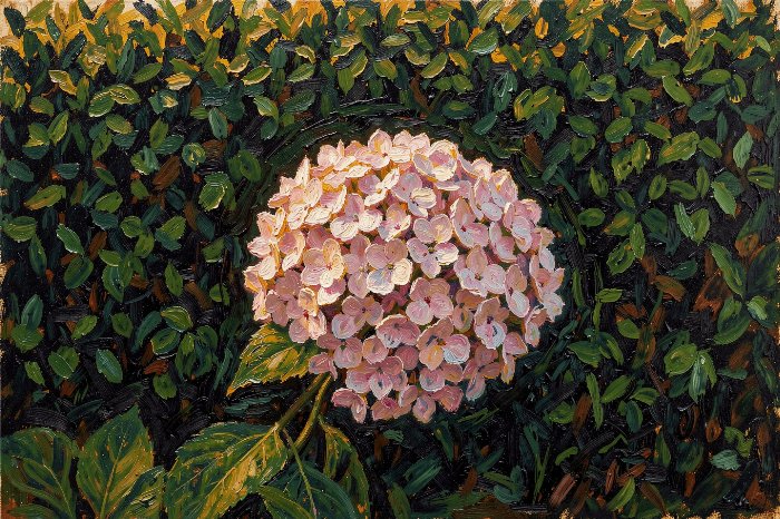 Pink Hydrangea