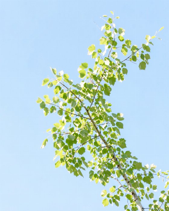 Aspen Sky