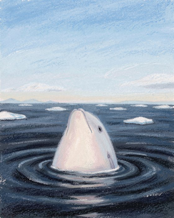 Beluga Rise