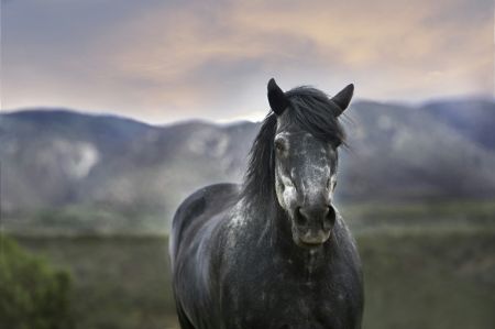 Majestic Mountain Mare
