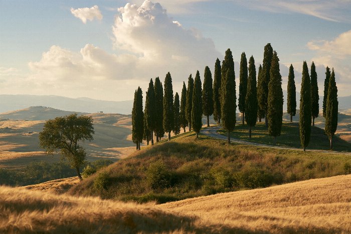 Tuscan Glow