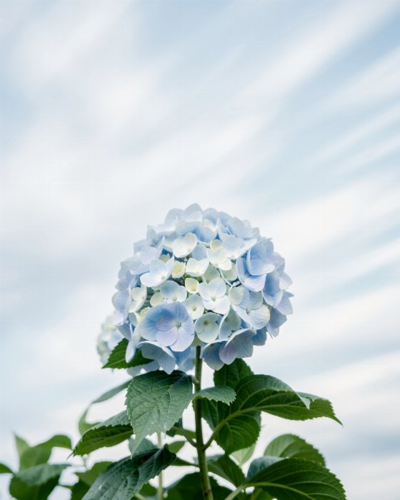 Cloud Bloom