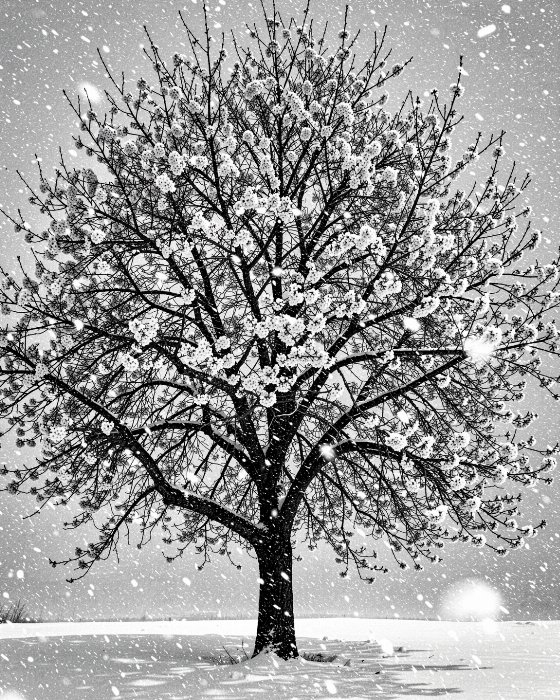 Snow Blossom