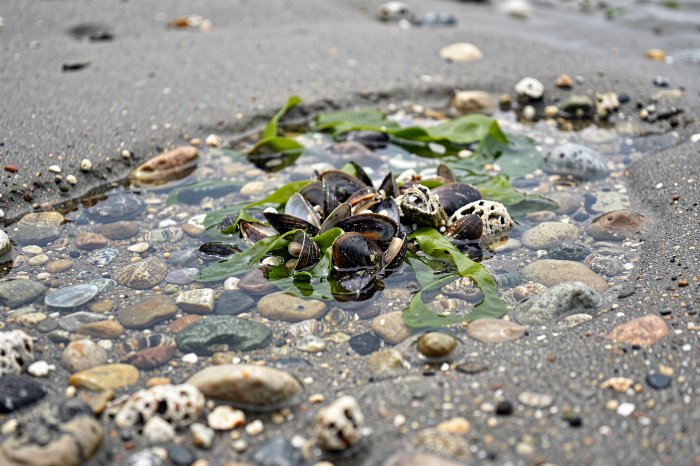 Mussel Cluster