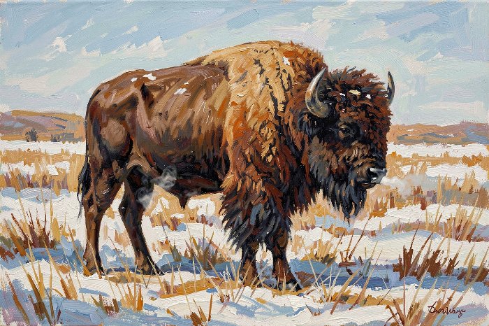 Solitary Bison