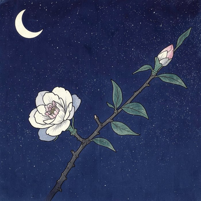 Moonlit Camellia