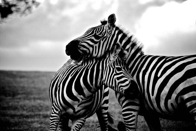 zebra image 2
