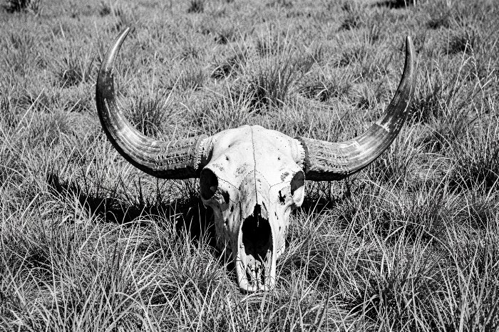 Prairie Relic