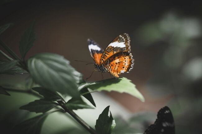 tortoiseshell butterfly on a leaf