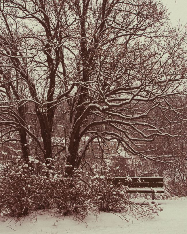Park Snow