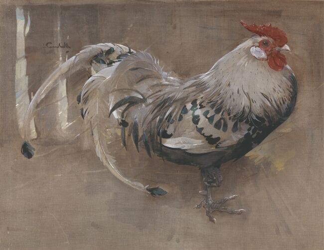 The Spangled Cock