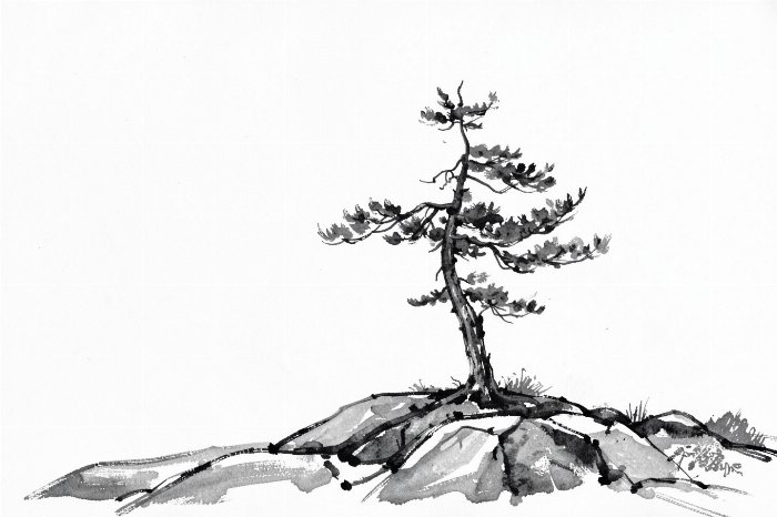 Shield Pine