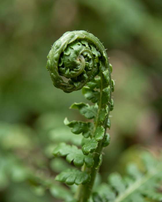 Fern Spiral