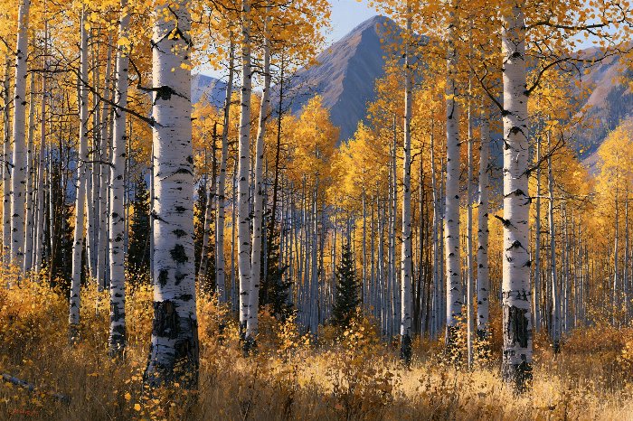 Golden Aspen