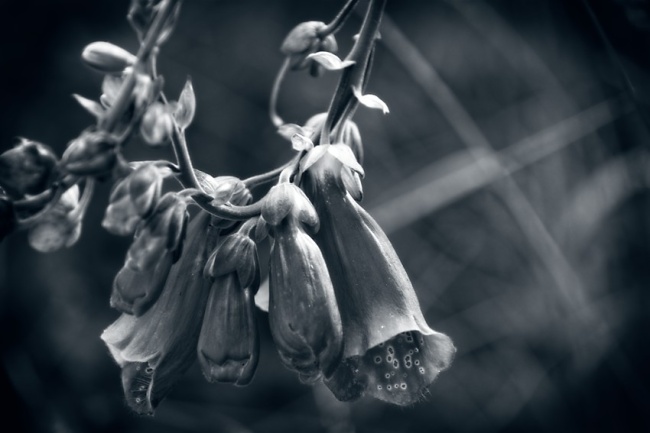 BW Bells