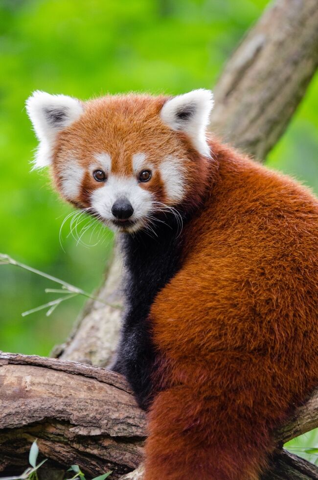 Red Panda