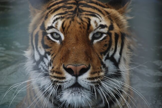 tiger image
