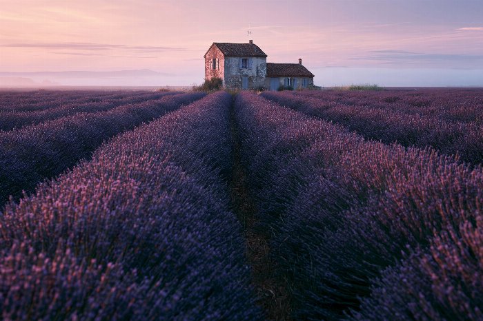 Lavender Dusk