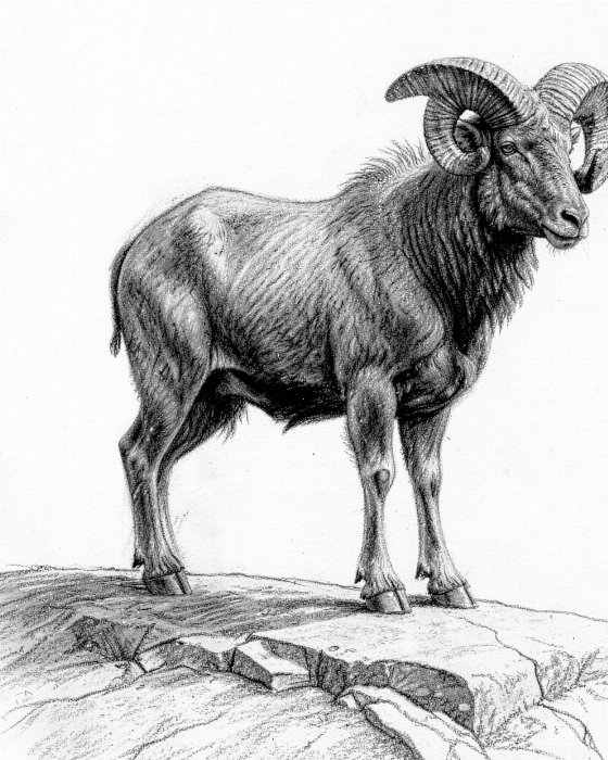 Bighorn