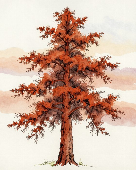 Red Cedar