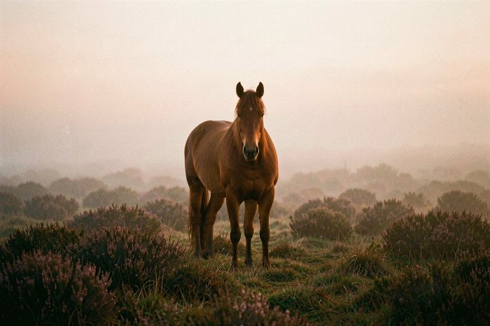 Misty Morning