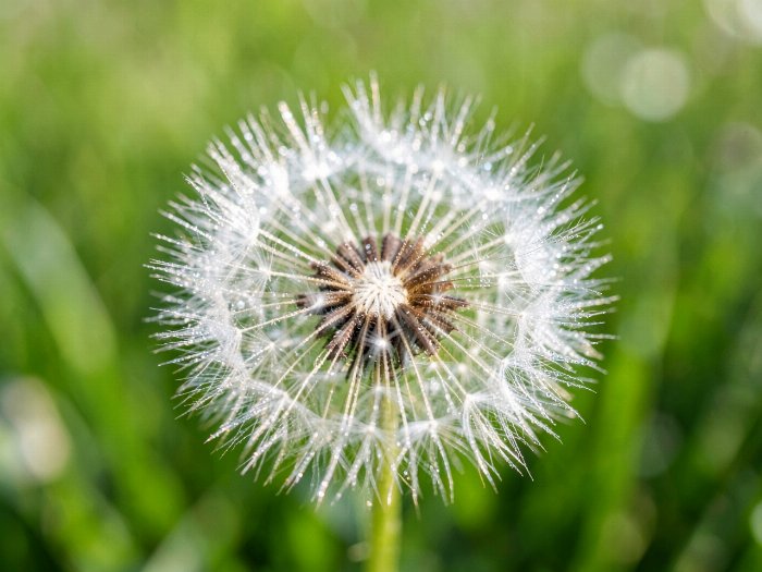 Dewdrop Dandelion II